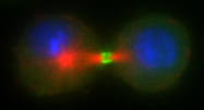  Drosophila cell in cytokinesis stained to detect DNA (blue), microtubules (red), and myosin (green) to mark the contractile ring.
