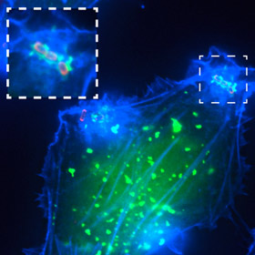Figure. Localization of host cell PI(3)P (green) around invading Salmonella (red) induced membrane ruffles enriched in actin filaments (blue). 