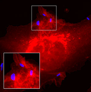  Salmonella (blue) triggering Arf-enriched membrane ruffles (red)