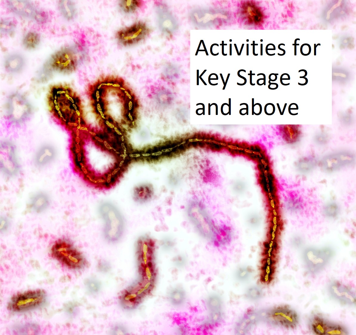 Ebola virus