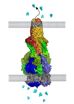  Complete tripartite pump c.270 angstrom high, spanning bacterial cell envelope of inner and outer membranes and intervening periplasmic space, pumps out antibacterial drugs to establish multidrug resistance.