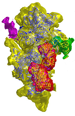 Cryo-EM image of ribosomal-stalling at a frameshift-promoting RNA pseudoknot (purple). Shown are 40S subunit (yellow), bent tRNA (green) and associated eEF2 (red; Namy 2006 Nature 441 p244ff).