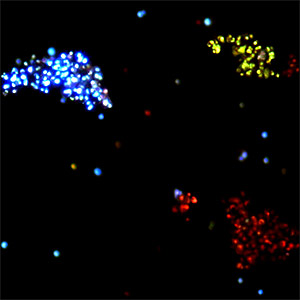 Conventional antibodies