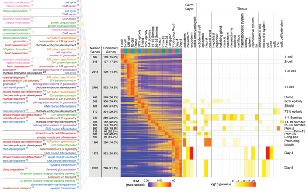  A high-resolution mRNA expression time course of embryonic development in zebrafish. White RJ, Collins JE, Sealy IM, Wali N, Dooley CM, Digby Z, Stemple DL, Murphy DN, Billis K, Hourlier T, Füllgrabe A, Davis MP, Enright AJ, Busch-Nentwich EM. 