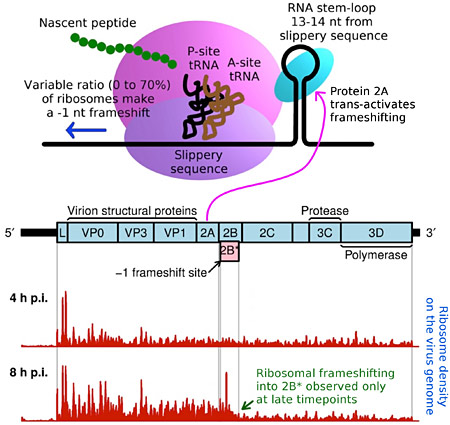 Figure. Ribosomal frameshifting in encephalomyocarditis virus is stimulated by the viral protein 2A. As a consequence, the frameshifting efficiency increases from 0% to 70% over the course of virus infection.