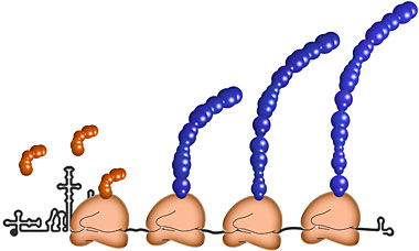 An upstream open reading frame in enteroviruses encodes a newly discovered, twelfth viral protein (orange), breaking the established dogma of single-polyprotein (blue) gene expression in enteroviruses