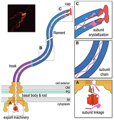 Flagella on the surface of the bacterial cell (inset top right, Salmonella cell membrane stained green and flagella stained red, visualized by epifluorescence microscopy) comprise three contiguous substructures - the basal body, hook and filament - that a