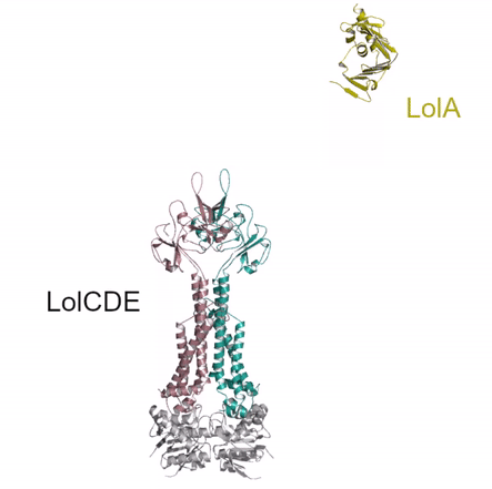 Movie showing the structural model of the full-length LolCDE transporter bound to LolA and their predicted movements based on the mechanotransmission mechanism of the related MacB transporter.