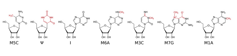 Enright-nucleosides