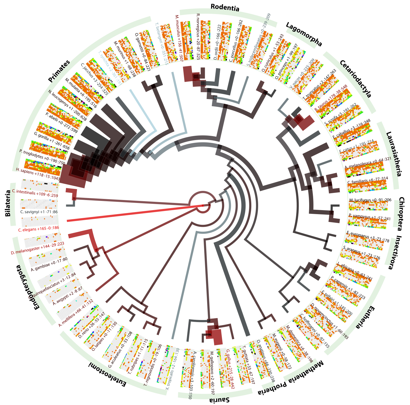 microRNA evolution