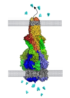 Complete tripartite pump Figure: Complete tripartite pump c.270 angstrom high, spanning bacterial cell envelope of inner and outer membranes and intervening periplasmic space, pumps out antibacterial drugs to establish multidrug resistance.