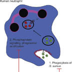 Schematic showing C5a-mediated defects in phagosomal acidification Schematic showing C5a-mediated defects in phagosomal acidification