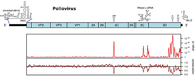 Firth Research 1 Fig 1. Above - map of the poliovirus genome showing the polyprotein-encoding sequence (blue), UTRs (black), and known functional RNA elements (Goodfellow et al 2000, PMID 10775595; Liu et al 2009, PMID 19781674; Song et al 2012, PMID 22886087; Burrill et