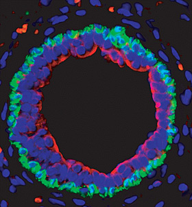 Cross section of a Mammary Duct Fig: A cross-section of a mammary duct showing the outer layer of basal cells (stained with an antibody to Keratin 14 (green) and the inner layer of luminal cells (stained with an antibody to Keratin 18 (red). Nuclei are in blue. The Zfp157 gene is expres