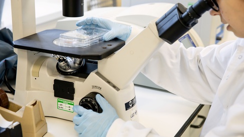 lab