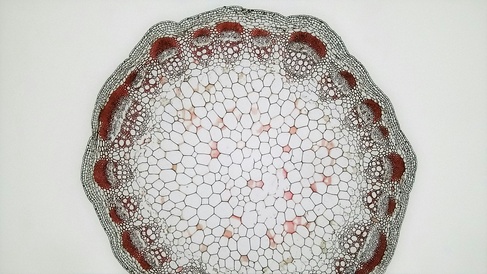 histology