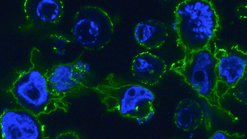 B Cell - James Edgar