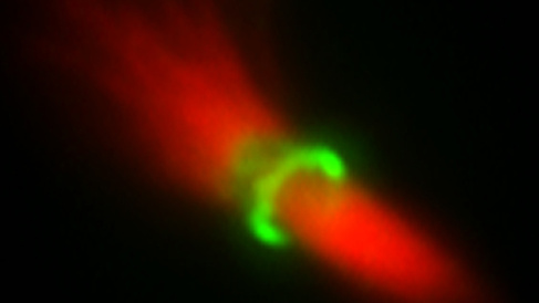 Microscopy image
