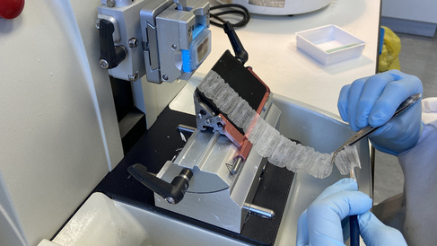 Making Histological sections using the parrafin technique