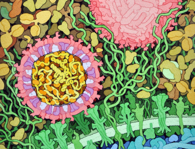 A scientific illustration of the Zika Virus