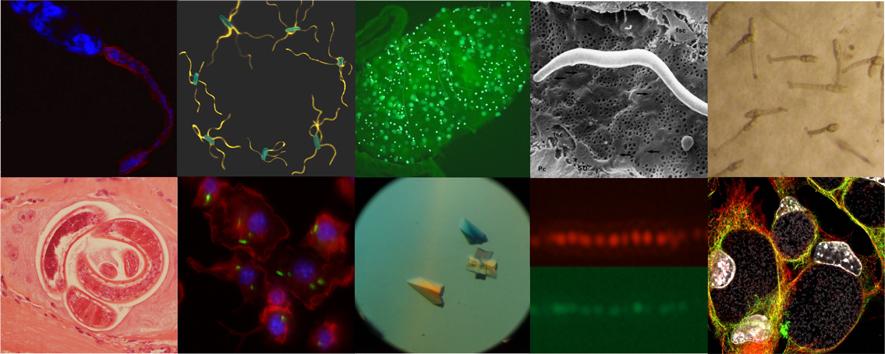 Microbiology and Parasitology Division | Department of Pathology