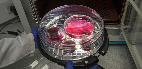 A scientist placing petrie dishes into a machine to study the human malaria parasite