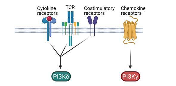 PI3K in immunity, infection and cancer Diagram explaining PI3K in immunity, infection and cancer