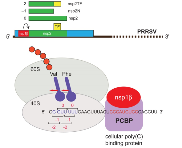 Regulation of RNA virus gene expression through modulation of ribosome function