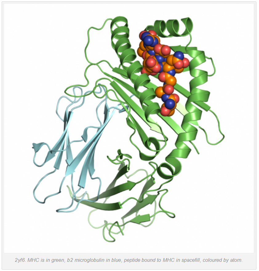 2yf6. MHC is in green, b2 microglobulin in blue, peptide bound to MHC in spacefill, coloured by atom
