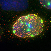 Figure 2: Immunofluorescence image of a cell infected with herpes simplex virus type-1 (HSV-1). The localisation of two different major viral structural proteins is shown in green and red