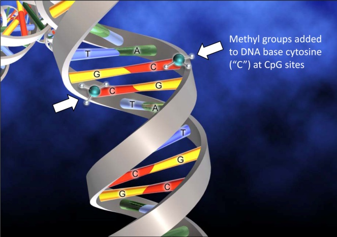 Figure 3 The common epigenetic DNA modification represented by methylation of cytosine.