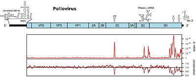 Fig 1. Above - map of the poliovirus genome showing the polyprotein-encoding sequence (blue), UTRs (black), and known functional RNA elements (Goodfellow et al 2000, PMID 10775595; Liu et al 2009, PMID 19781674; Song et al 2012, PMID 22886087; Burrill et 