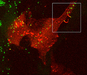 Image shows vaccinia virus particles (green) being pushed away from a cell on actin protrusions (red) from a cell that is infected but has not yet made new virus particles