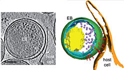 C.trachomatis elementary body (EB) captured in contact with the host cell plasma membrane during invasion (see Nans et al, 2014).