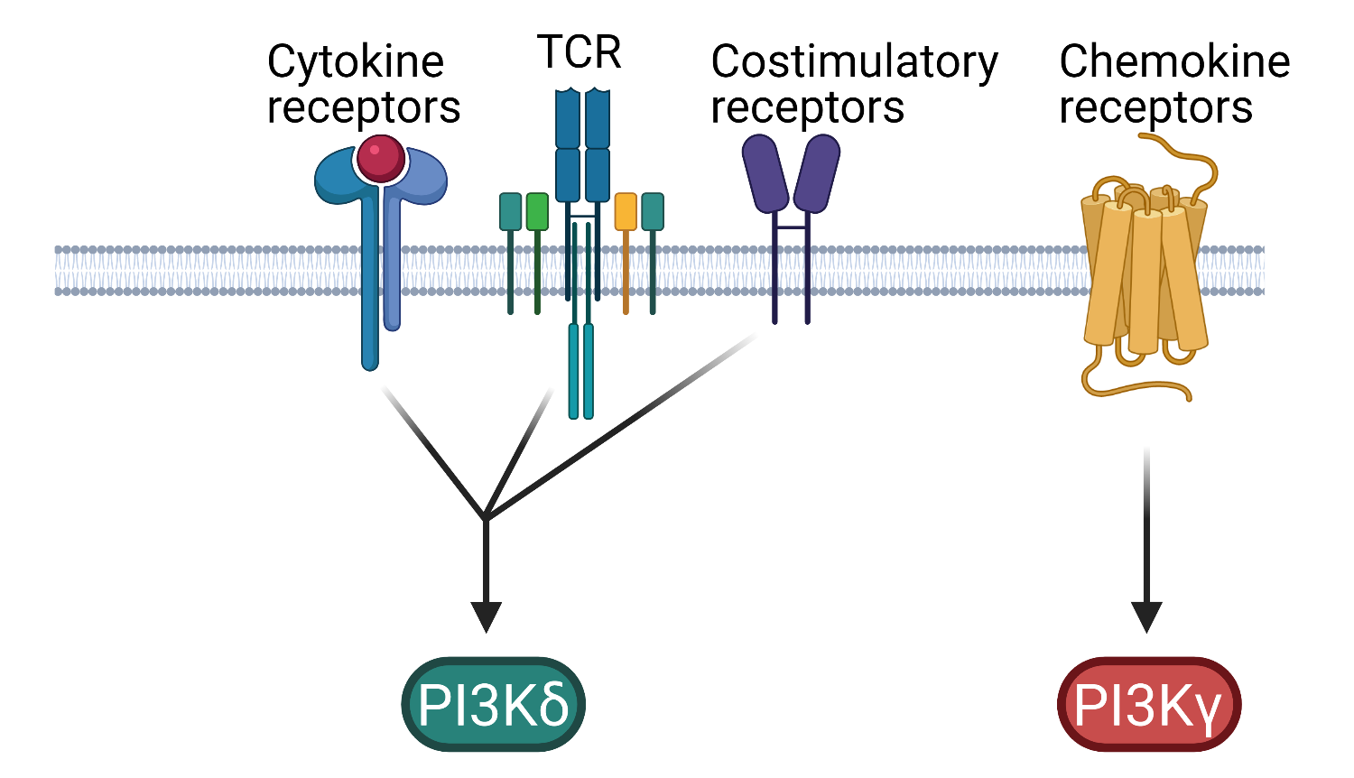 T cell activation of PI3Kd and PI3Kg