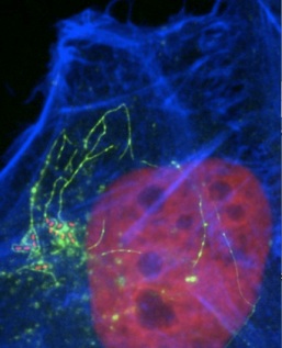 Salmonella (small red cells) establishes its SCV niche (green) in a human cell (stained by cytoskeleton in blue, nucleus in red). 