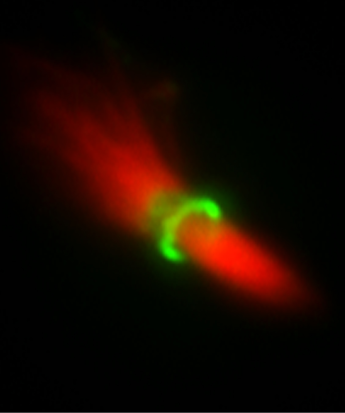 A ring of Citron kinase (green) surrounding the microtubules (red) of a midbody isolated from human HeLa cells.
