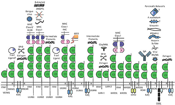 Receptors in the Leukocyte Receptor Complex and some proposed ligands