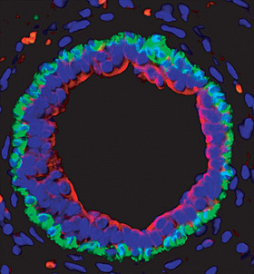 Fig: A cross-section of a mammary duct showing the outer layer of basal cells (stained with an antibody to Keratin 14 (green) and the inner layer of luminal cells (stained with an antibody to Keratin 18 (red). Nuclei are in blue. The Zfp157 gene is expres