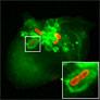 A new aspect of host cell invasion by the Salmonella pathogen