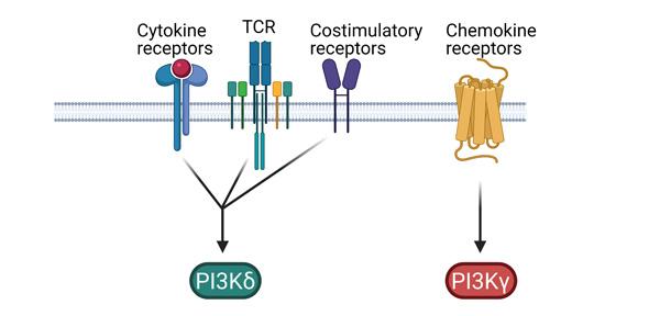 Diagram explaining PI3K in immunity, infection and cancer